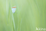 Large Copper (Lycaena dispar)