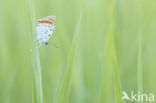 Large Copper (Lycaena dispar)