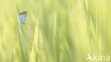 Large Copper (Lycaena dispar)