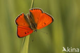 Grote vuurvlinder (Lycaena dispar)