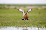 Black-tailed Godwit (Limosa limosa)