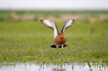 Grutto (Limosa limosa)