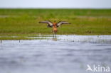 Grutto (Limosa limosa)