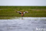 Grutto (Limosa limosa)