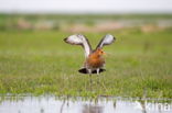 Godwit (Limosa limosa limosa)