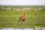 Grutto (Limosa limosa)