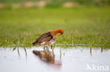 Grutto (Limosa limosa)