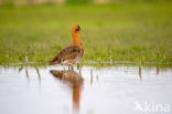 Grutto (Limosa limosa)