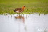 Grutto (Limosa limosa)