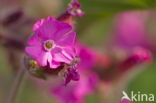 Great Hairy Willowherb (Epilobium hirsutum)