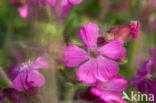 Harig wilgeroosje (Epilobium hirsutum)