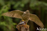 Havik (Accipiter gentilis)