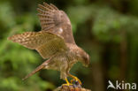 Havik (Accipiter gentilis)