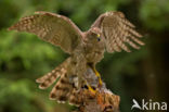 Havik (Accipiter gentilis)