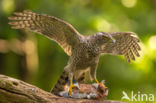 Havik (Accipiter gentilis)