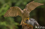 Havik (Accipiter gentilis)