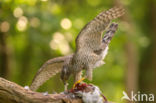 Havik (Accipiter gentilis)