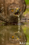 Goshawk (Accipiter gentilis)