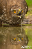 Goshawk (Accipiter gentilis)