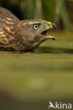 Goshawk (Accipiter gentilis)