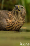 Goshawk (Accipiter gentilis)