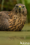 Goshawk (Accipiter gentilis)