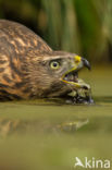 Goshawk (Accipiter gentilis)