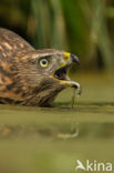 Goshawk (Accipiter gentilis)