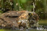 Goshawk (Accipiter gentilis)