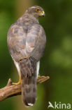 Havik (Accipiter gentilis)