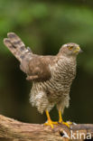 Havik (Accipiter gentilis)