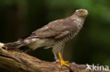 Havik (Accipiter gentilis)