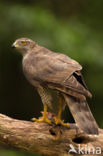 Goshawk (Accipiter gentilis)