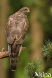 Havik (Accipiter gentilis)