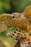 Goshawk (Accipiter gentilis)