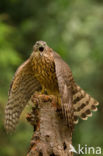 Havik (Accipiter gentilis)