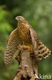 Havik (Accipiter gentilis)