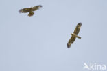 Bonelli s Eagle (Hieraaetus fasciatus)