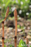 Heermoes (Equisetum arvense)