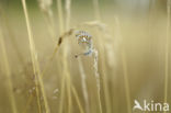 Silver Studded Blue (Plebejus argus)