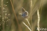 Heideblauwtje (Plebejus argus)