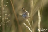 Silver Studded Blue (Plebejus argus)