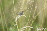 Silver Studded Blue (Plebejus argus)