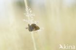 Silver Studded Blue (Plebejus argus)