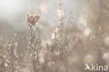 Silver Studded Blue (Plebejus argus)