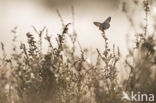 Silver Studded Blue (Plebejus argus)