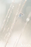 Silver Studded Blue (Plebejus argus)