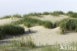 Marram (Ammophila arenaria)