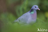 Stock Dove (Columba oenas)