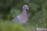 Stock Dove (Columba oenas)